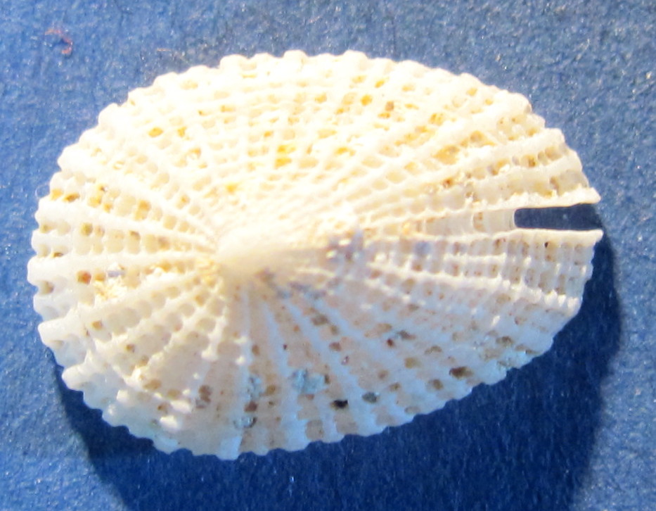 Emarcinula sp